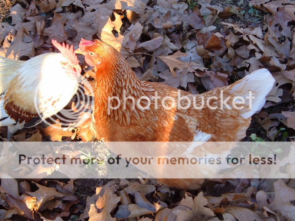 DSCF8053.jpg