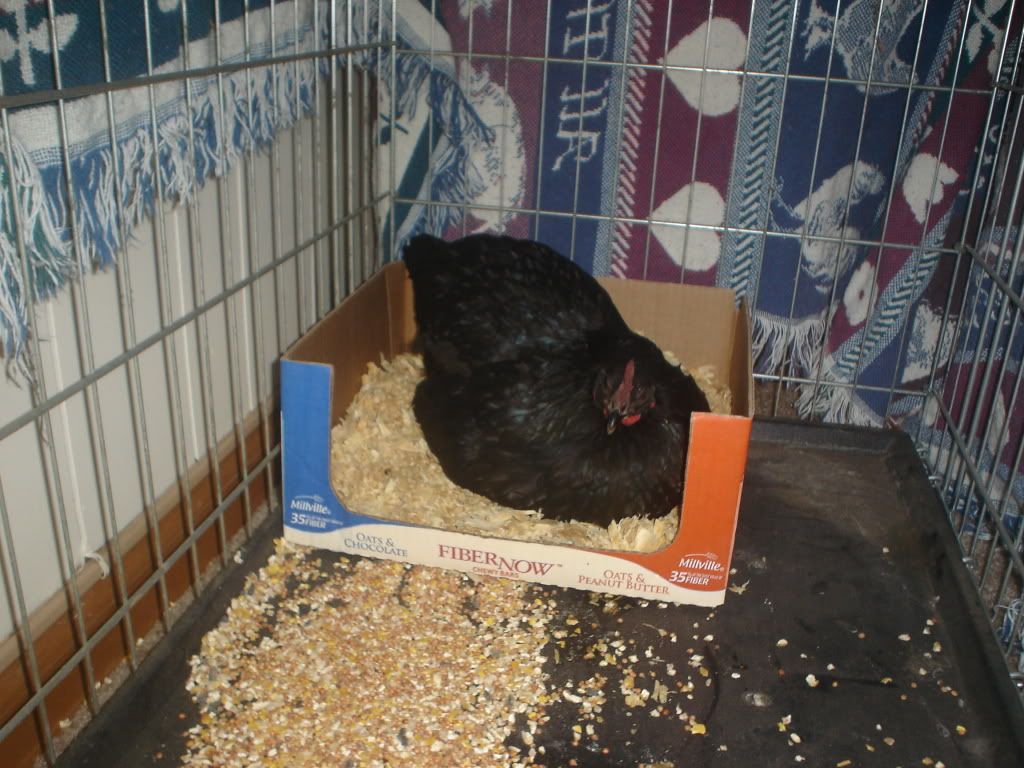 BroodyMelbourne2001.jpg