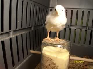chicksday8006.jpg