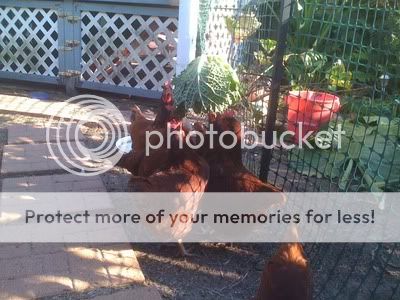 Chickens-2011_09_11-168.jpg