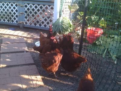 Chickens-2011_09_11-168.jpg