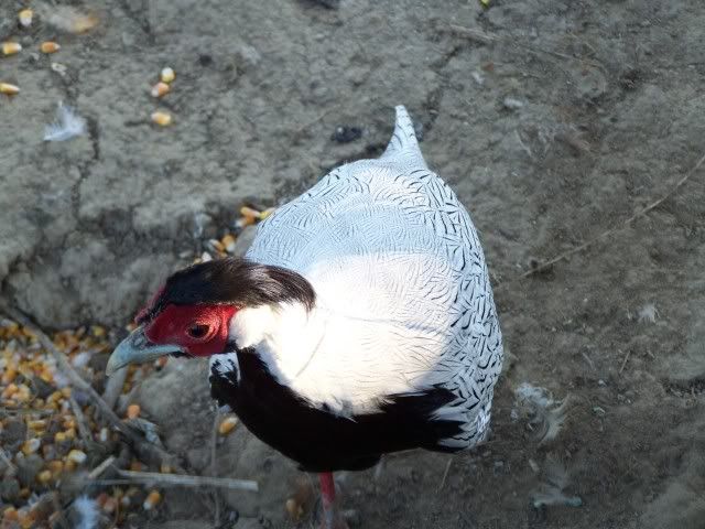 pheasant001.jpg