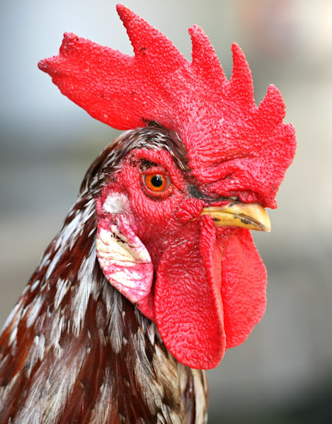 Why Do Roosters Have Wattles: Functions of the Wattles
