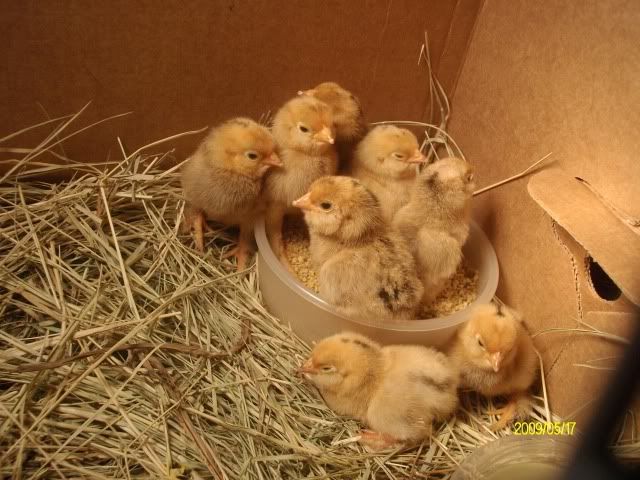 chicks009.jpg