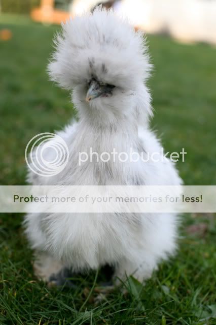 silkies0003.jpg