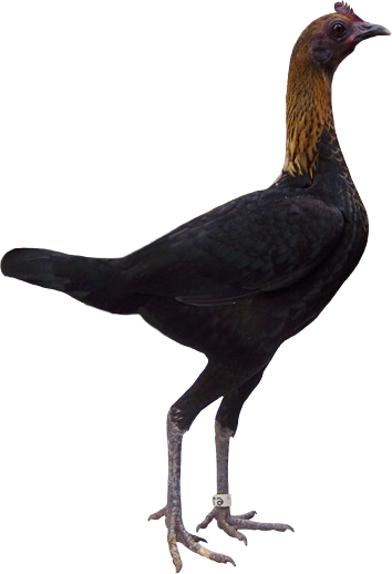 KungPao.png
