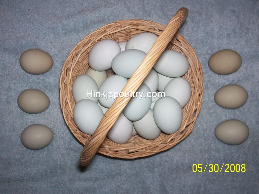 blueeggs2003_final.jpg
