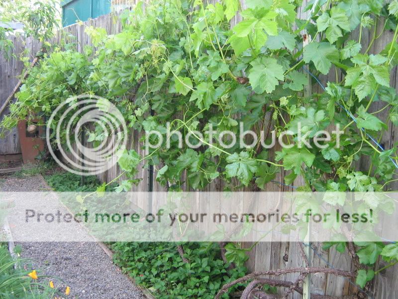 NewBackyard032.jpg