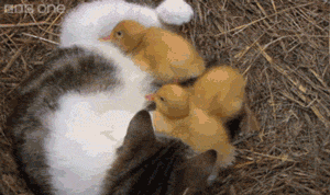 cute-gif-cat-sleeping-ducklings.gif