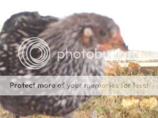 Birds008.jpg
