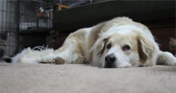 tumblr_ltbv4cTuv61qfjjglo5_250.gif