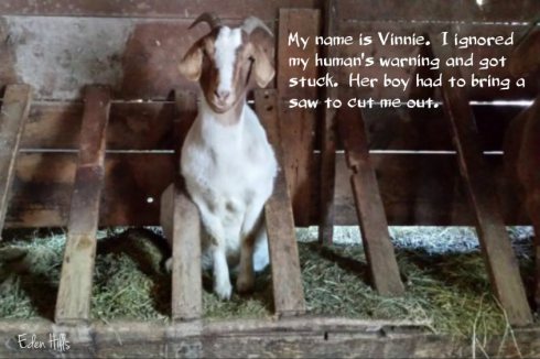 vinnie-ew.jpg