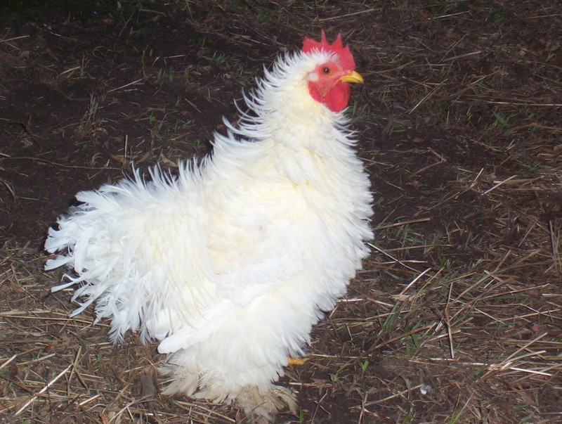 fugly+chicken.jpg