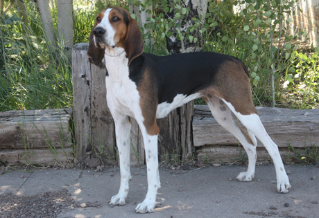 treeing_walker_coonhound.jpg