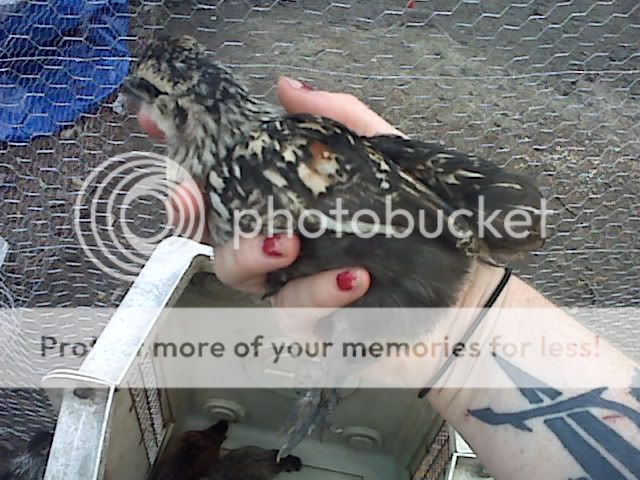 IMG01612.jpg