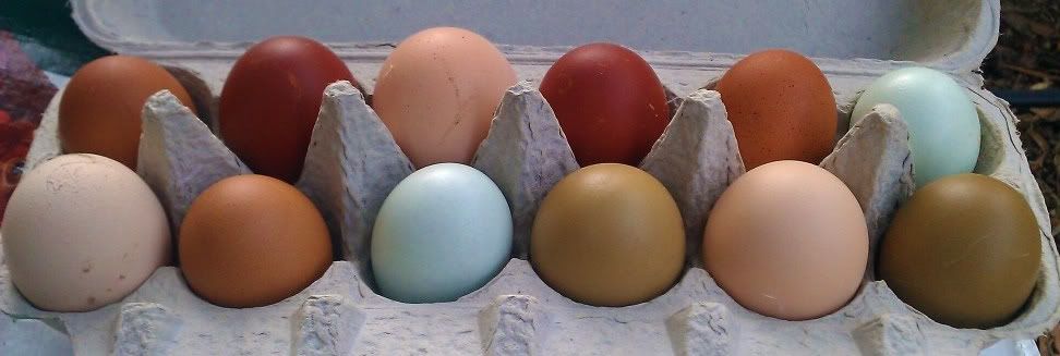 egg.jpg