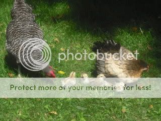 chix008-1.jpg