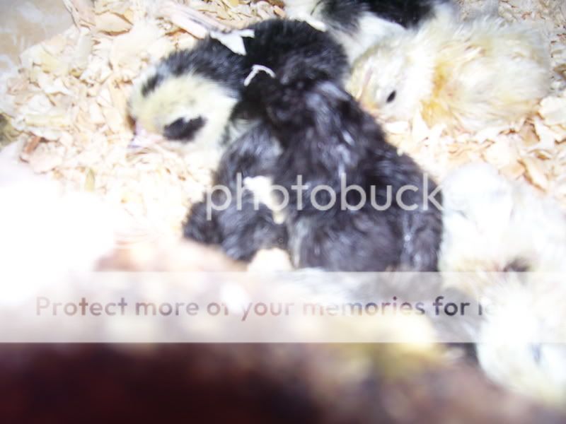 chicks1-8-09009.jpg