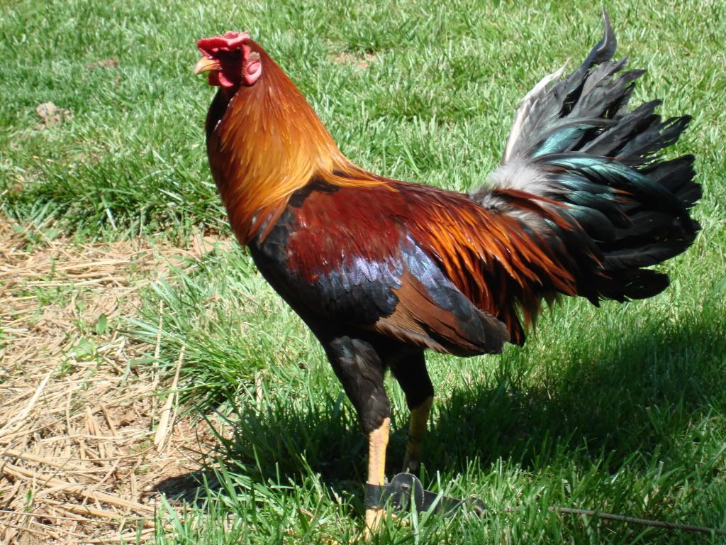 gamefowl063.jpg