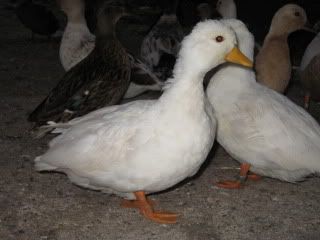 IMG_4706.jpg
