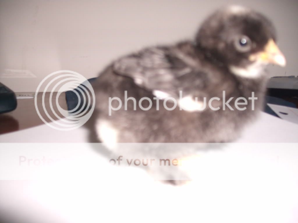 samsparty-chicks021.jpg