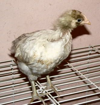 chick3.jpg