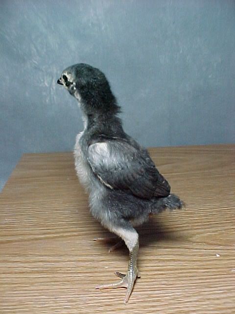 Shamochick.jpg
