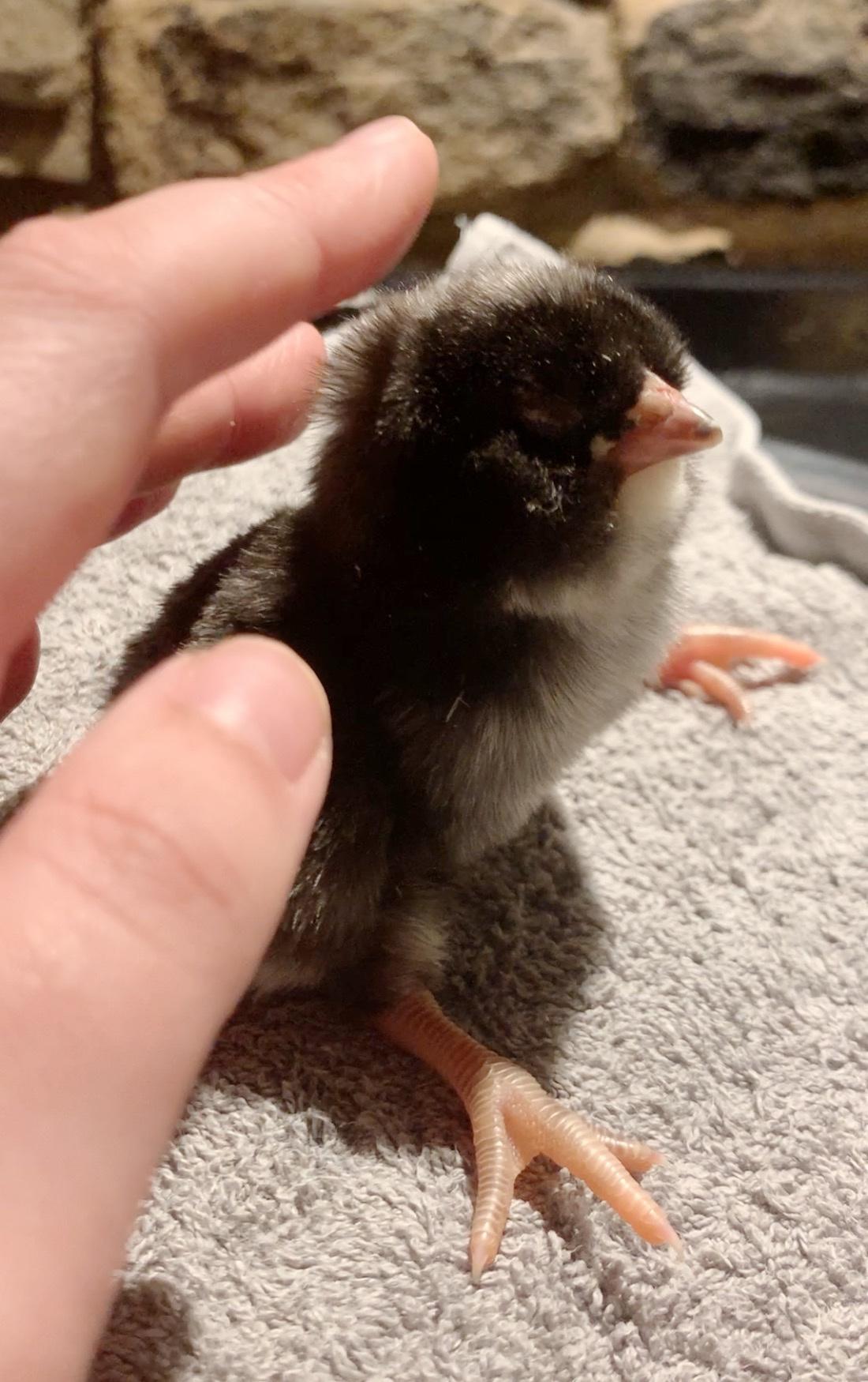 2 day old chick spraddle leg Qs! BackYard Chickens Learn How to Raise Chickens