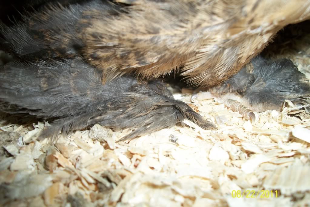 newchickensatmoms223.jpg