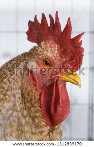 stock-photo-portrait-of-striped-rooster-1312839170.jpg