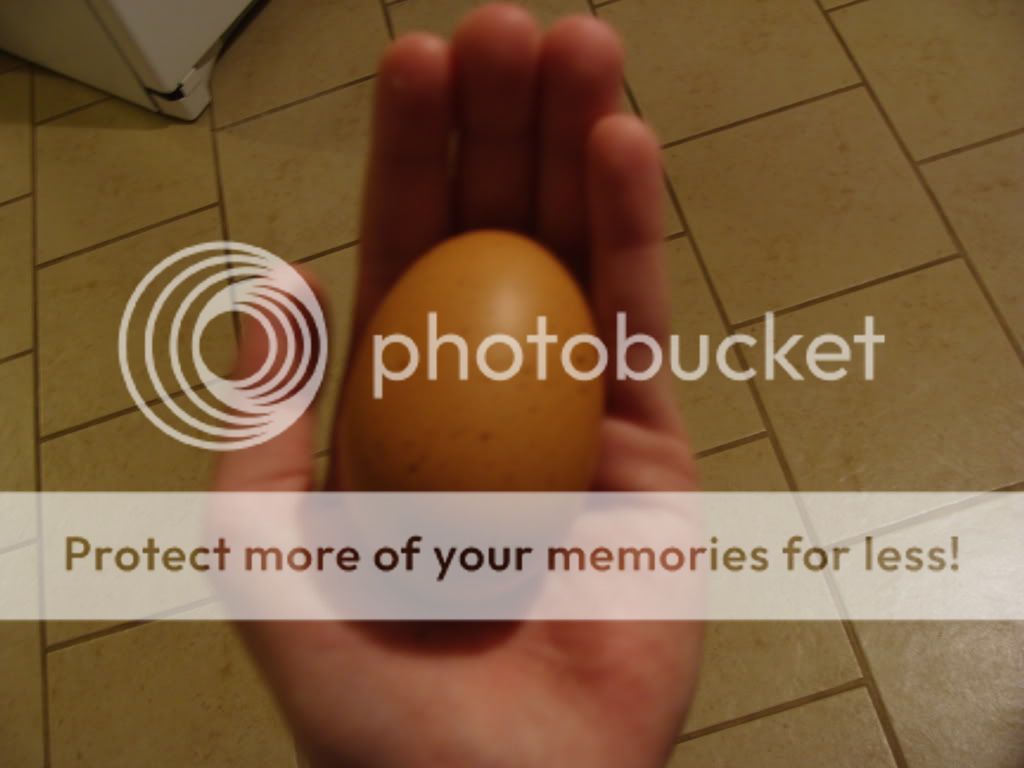 ChickPicks396.jpg