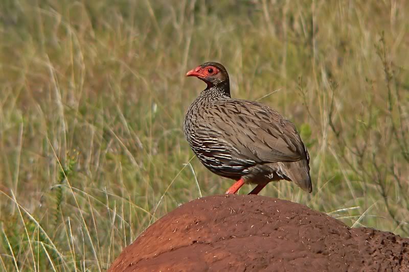 redneckfrancolin.jpg