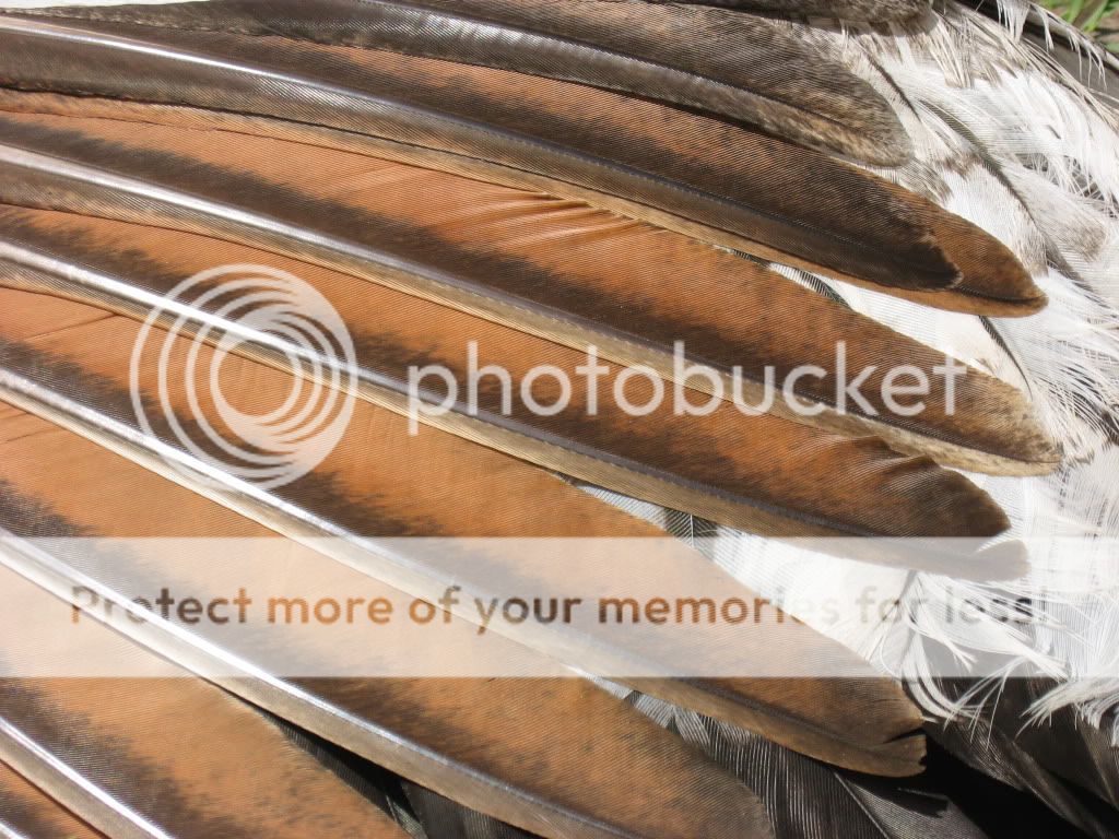 MacroofIceswindfeathers.jpg