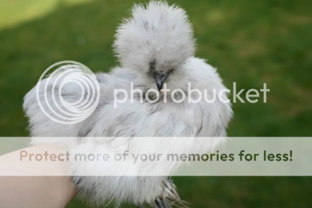 silkies0013.jpg