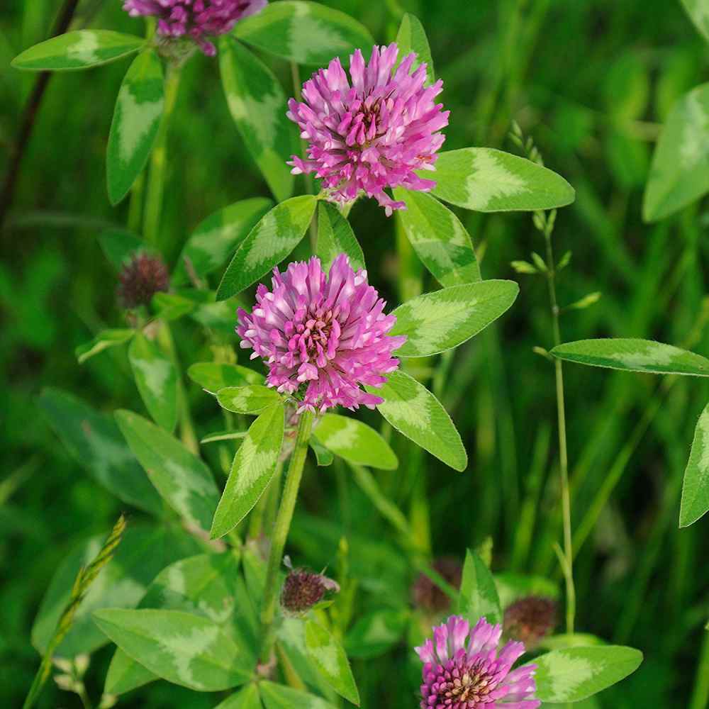 redclover.jpg