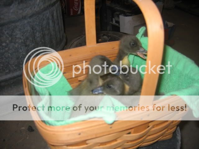ducks006.jpg