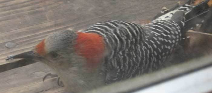 addledRBWP103108.jpg