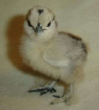 chick3.jpg