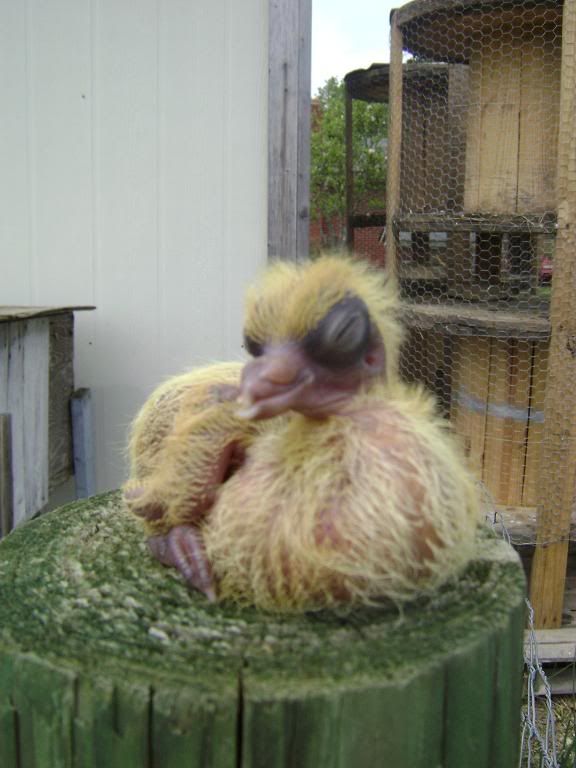 cochins047.jpg