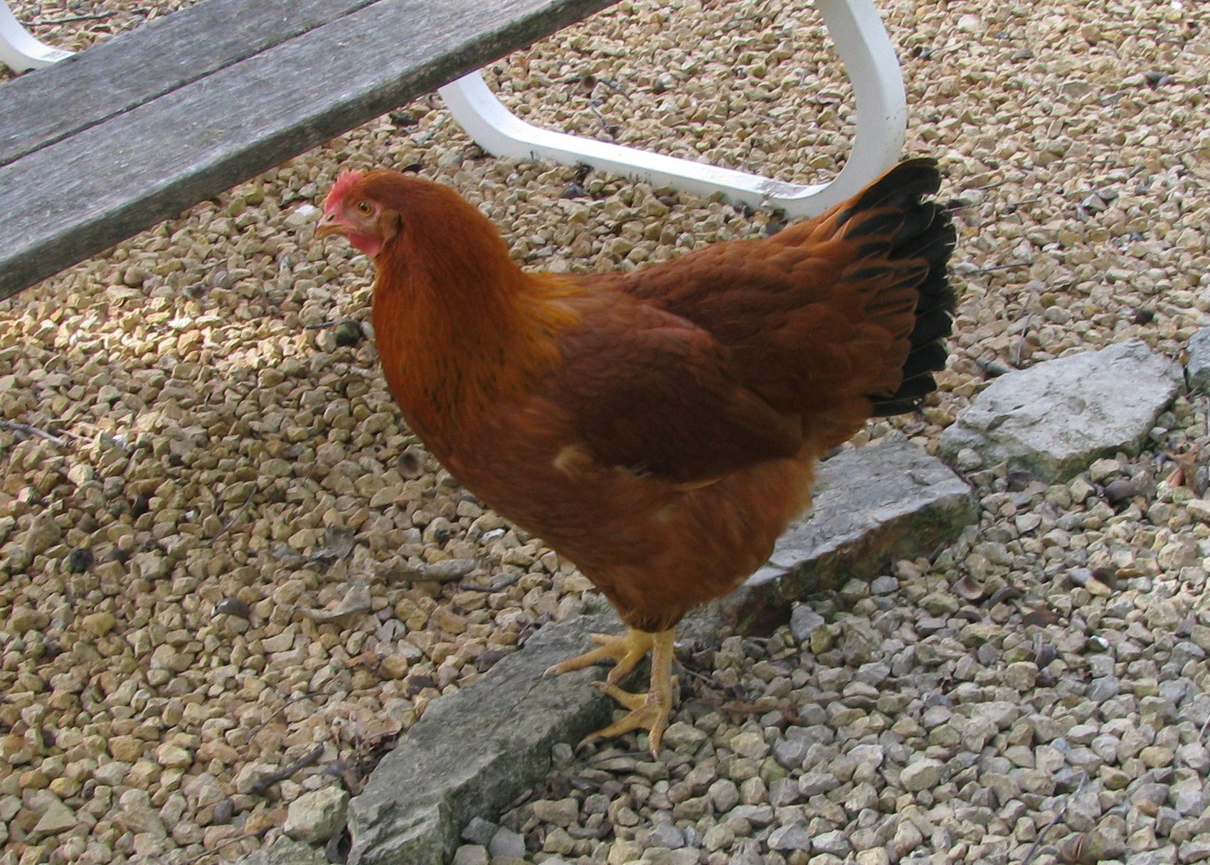 200x200px-ZC-2520278b_092712NHsideviewpullet.jpeg