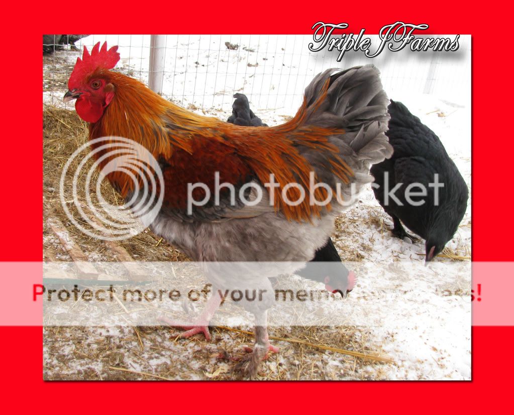 bluecoppercockerel.jpg
