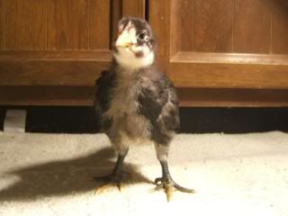 TSCChicks41609101.jpg