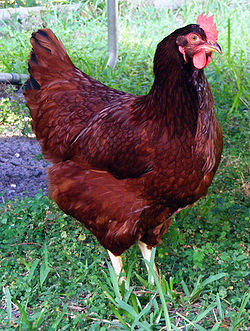 250px-amberbock.jpg