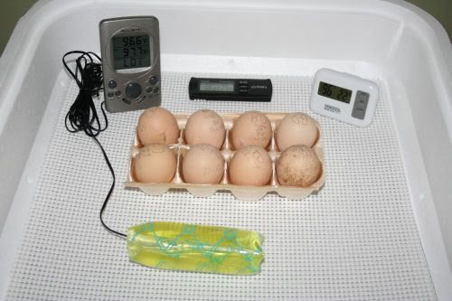 gordieblackorps.jpg