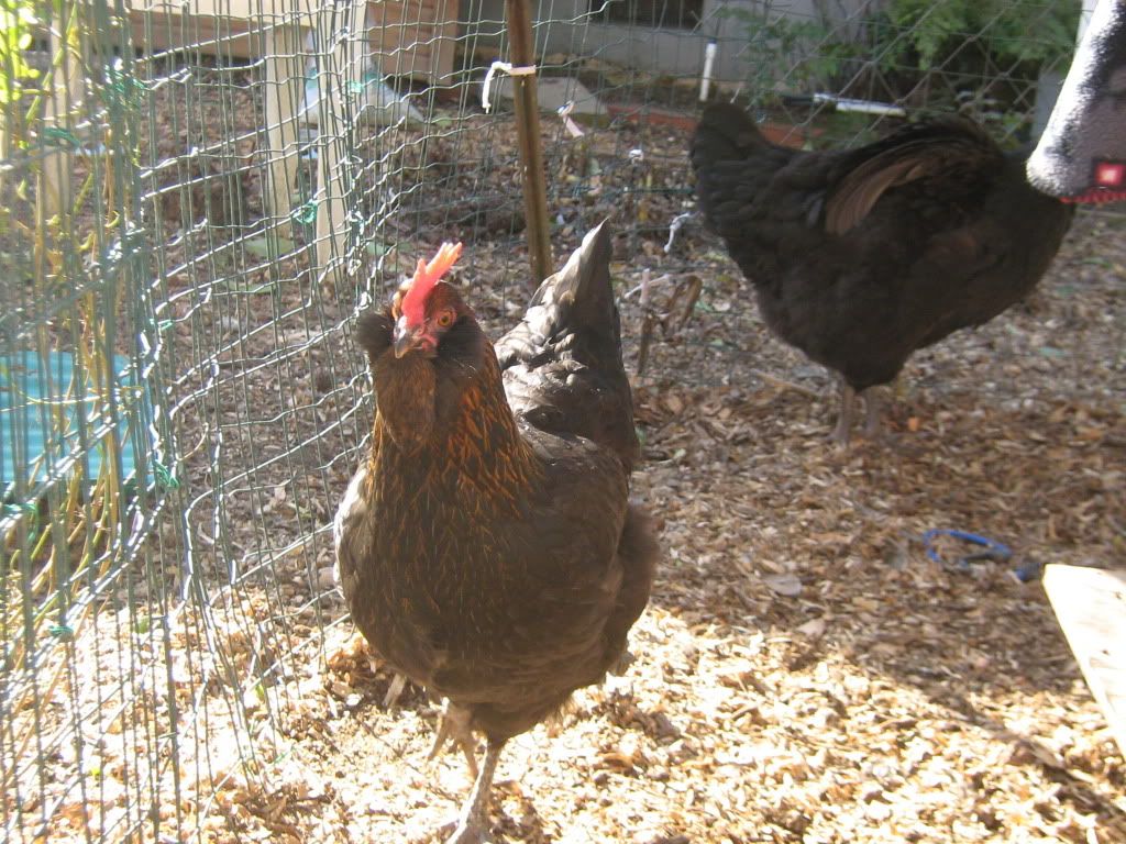NewChickens032.jpg
