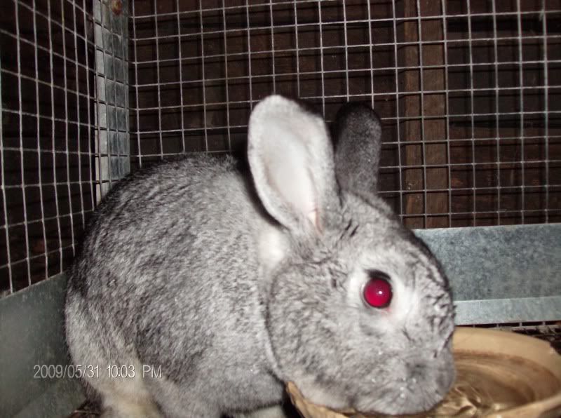 birsbunnies011.jpg