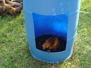 chickens001.jpg