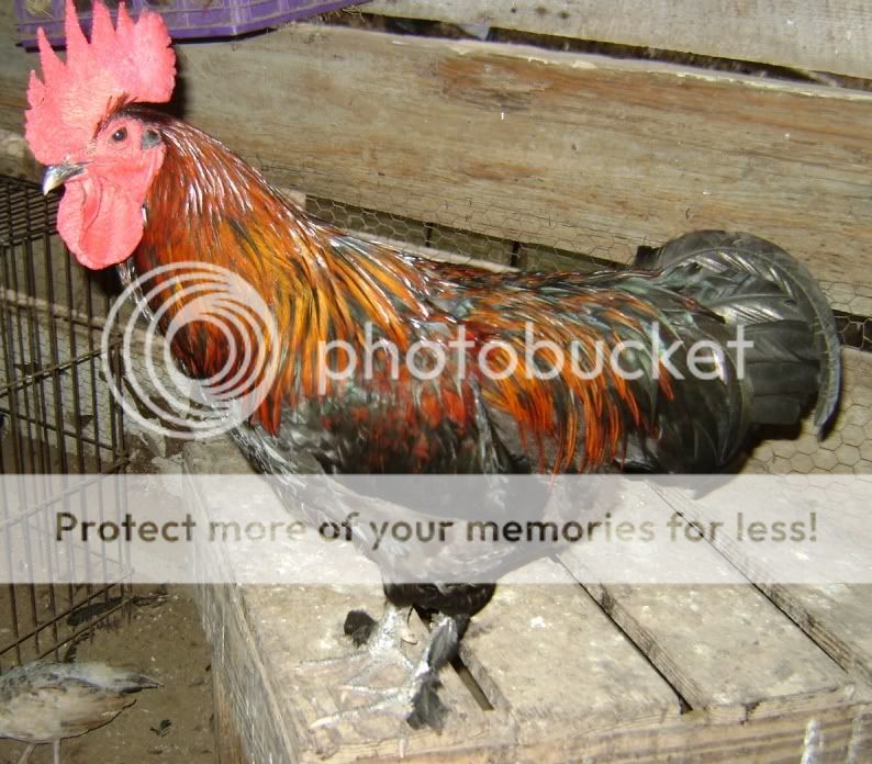 youngroo1b.jpg