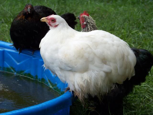Bantamcochins013.jpg