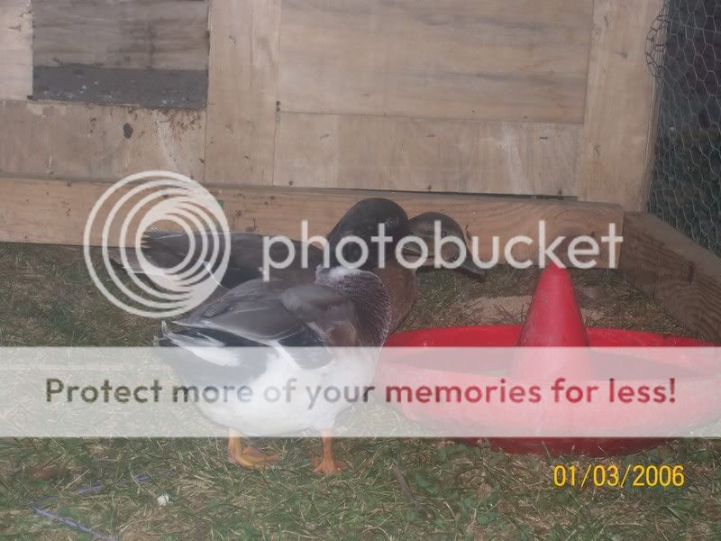 callducks003.jpg